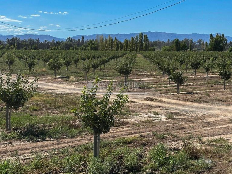 Finca en Venta en Sarmiento, San Juan