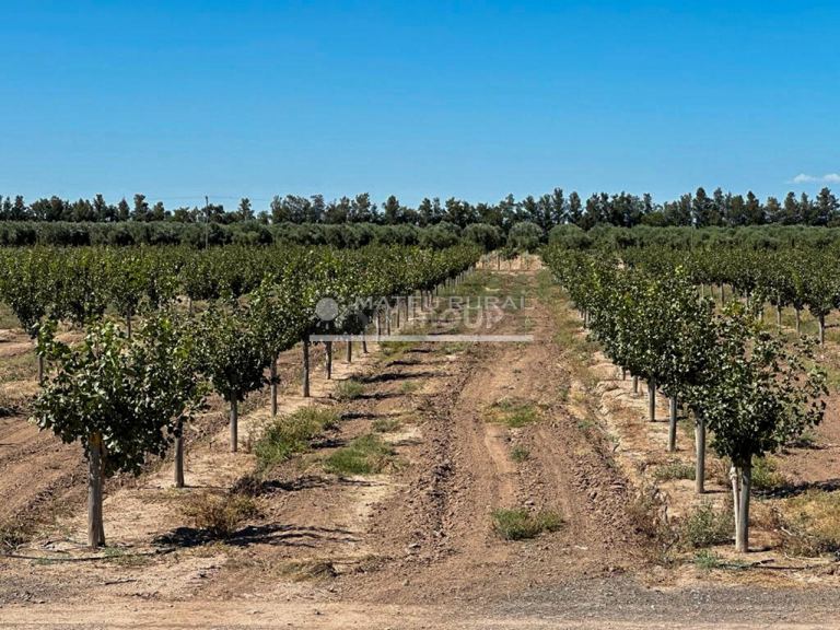 Finca en Venta en Sarmiento, San Juan