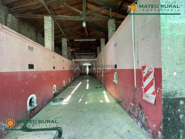 Bodega en Venta en San Martin, Mendoza