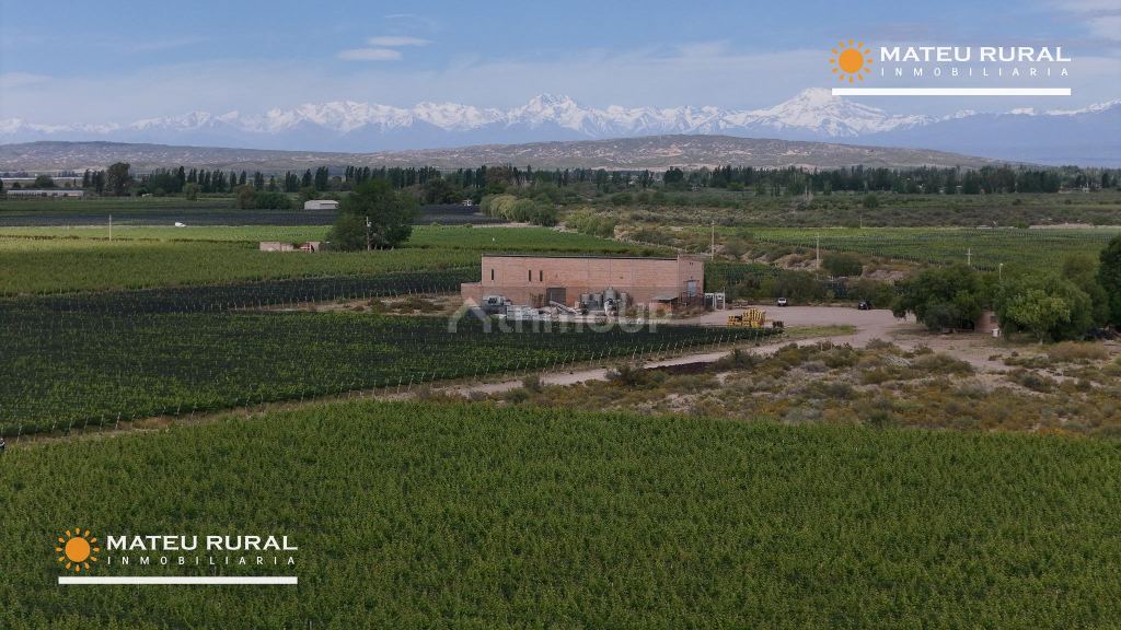 Bodega con Viñedo en Venta en Maipu, Mendoza