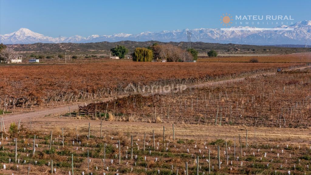 Finca en Venta en Lujan de Cuyo, Mendoza