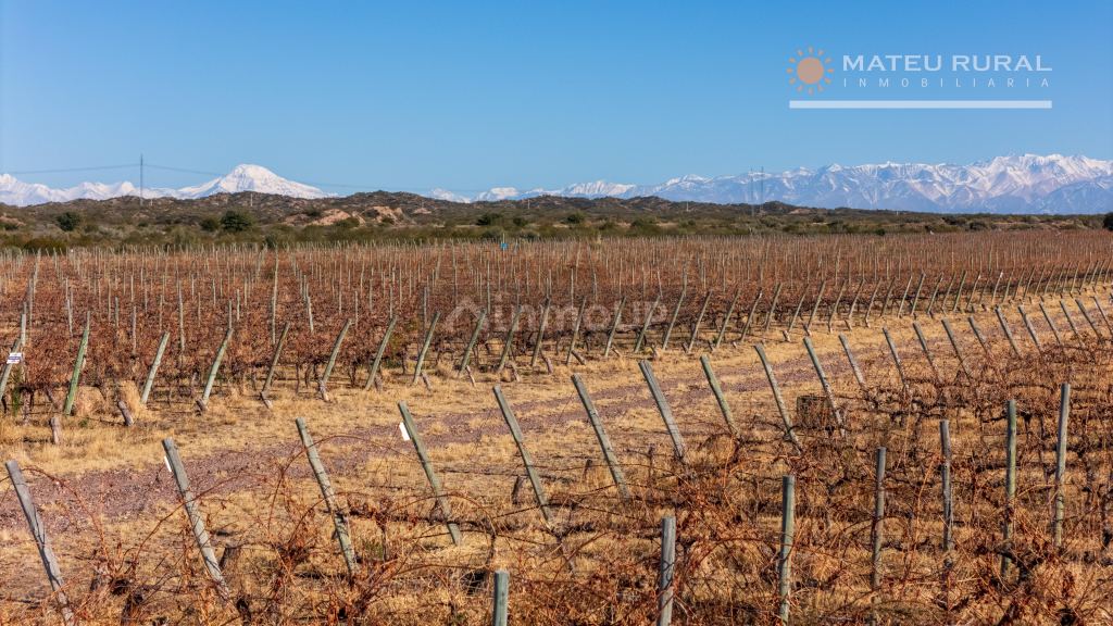 Finca en Venta en Lujan de Cuyo, Mendoza