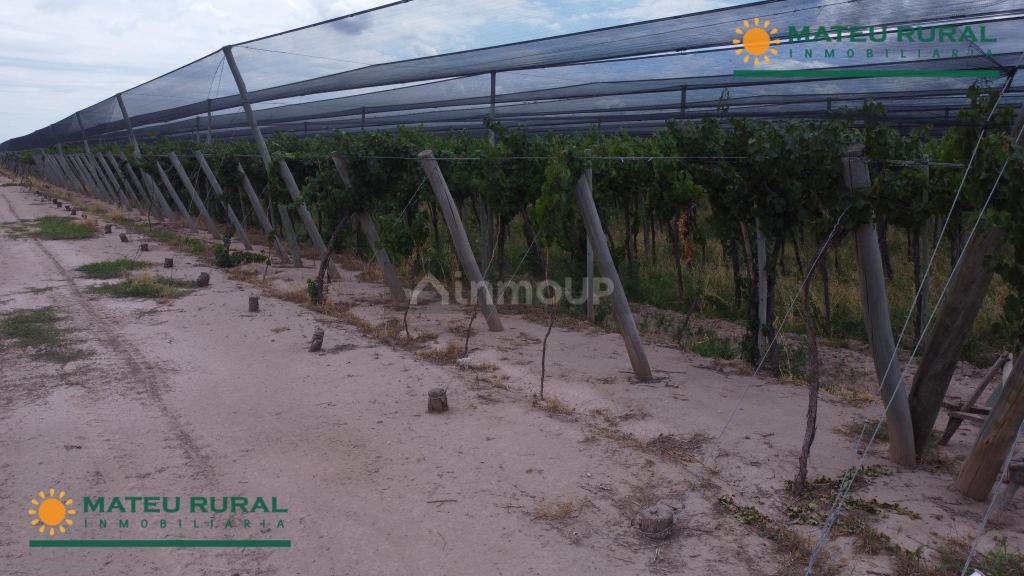 Finca en Venta en Lujan de Cuyo, Mendoza