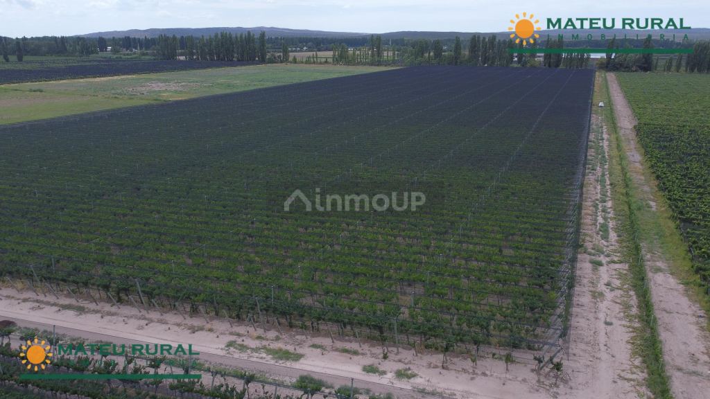 Finca en Venta en Lujan de Cuyo, Mendoza