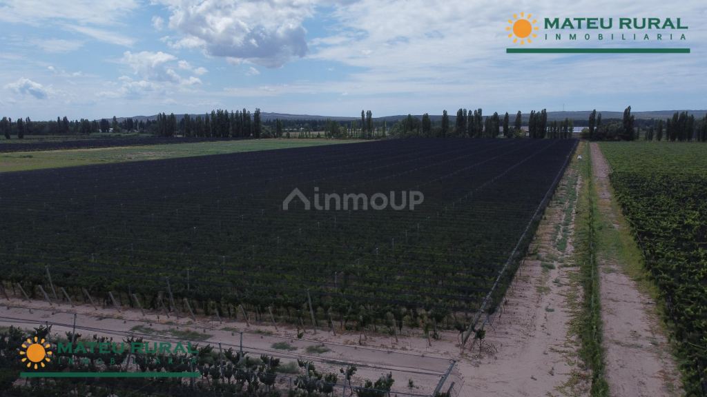 Finca en Venta en Lujan de Cuyo, Mendoza
