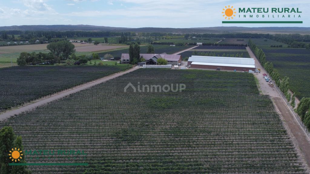 Finca en Venta en Lujan de Cuyo, Mendoza