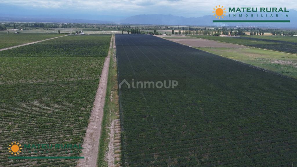Finca en Venta en Lujan de Cuyo, Mendoza