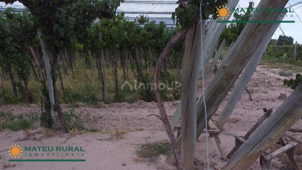 Finca en Venta en Lujan de Cuyo, Mendoza