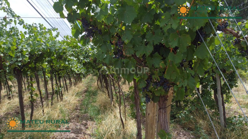 Finca en Venta en Lujan de Cuyo, Mendoza