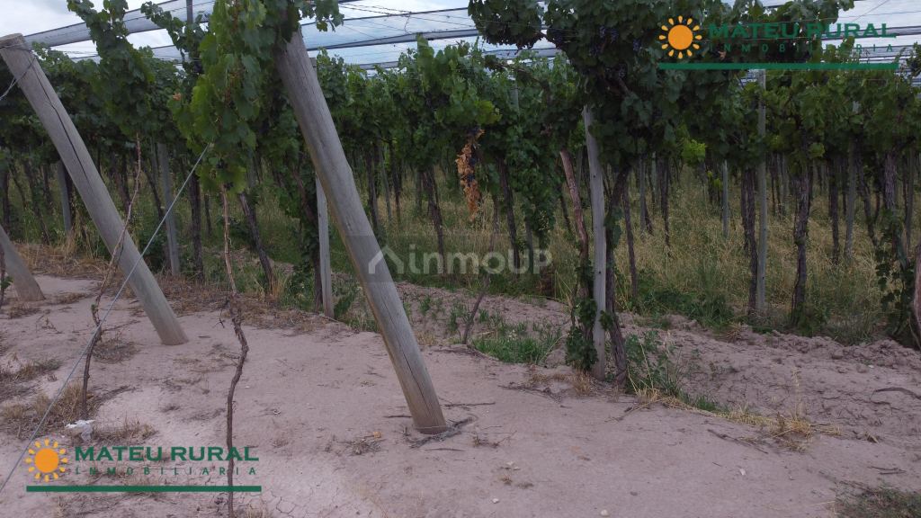 Finca en Venta en Lujan de Cuyo, Mendoza