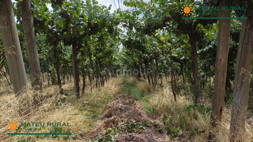 Finca en Venta en Lujan de Cuyo, Mendoza