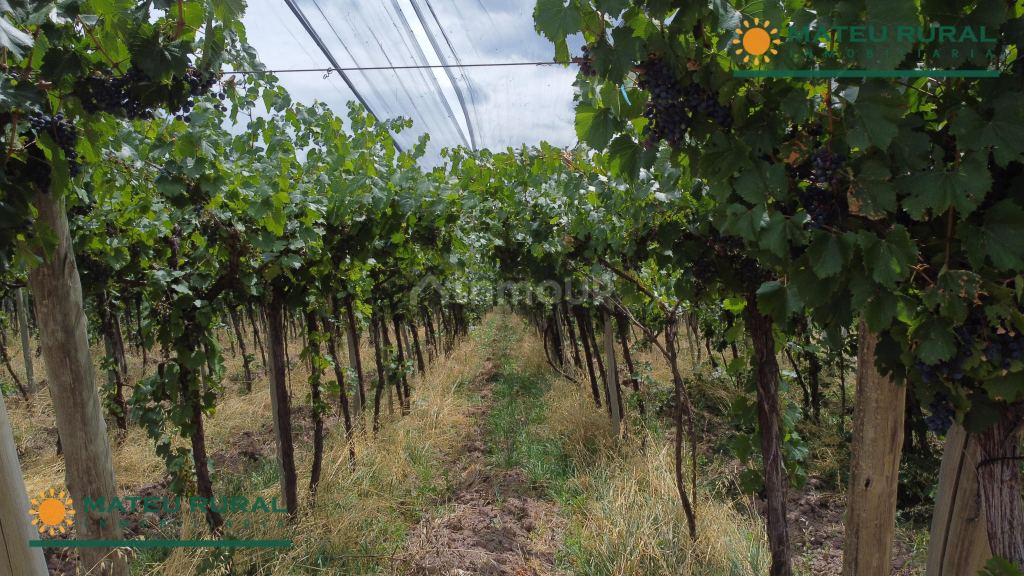Finca en Venta en Lujan de Cuyo, Mendoza
