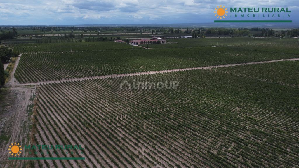 Finca en Venta en Lujan de Cuyo, Mendoza
