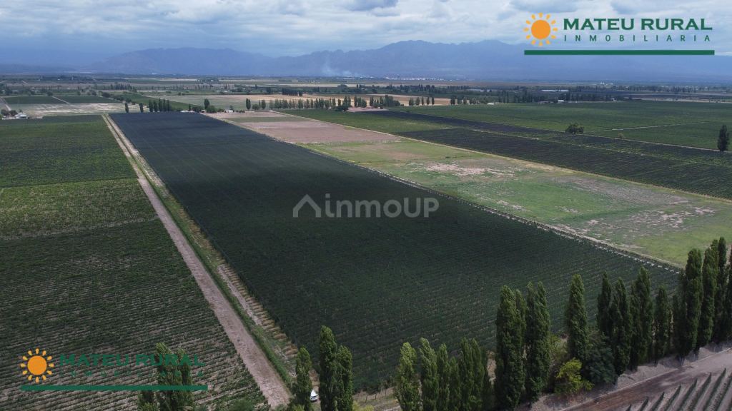 Finca en Venta en Lujan de Cuyo, Mendoza