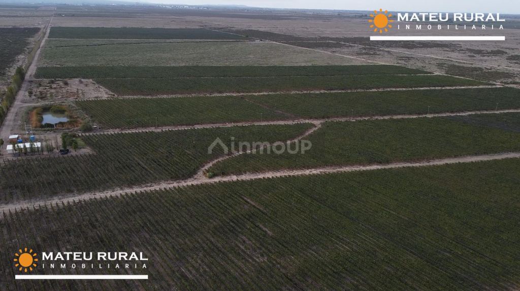 Finca en Venta en Lujan de Cuyo, Mendoza