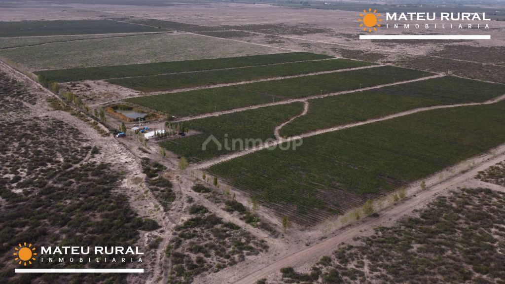 Finca en Venta en Lujan de Cuyo, Mendoza