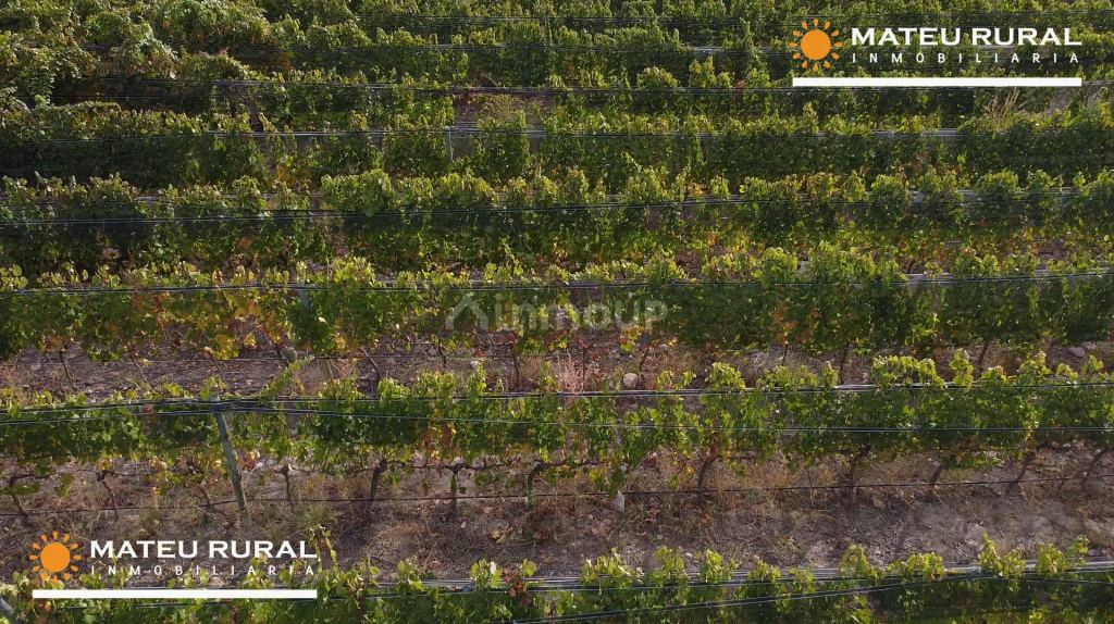 Finca en Venta en Lujan de Cuyo, Mendoza