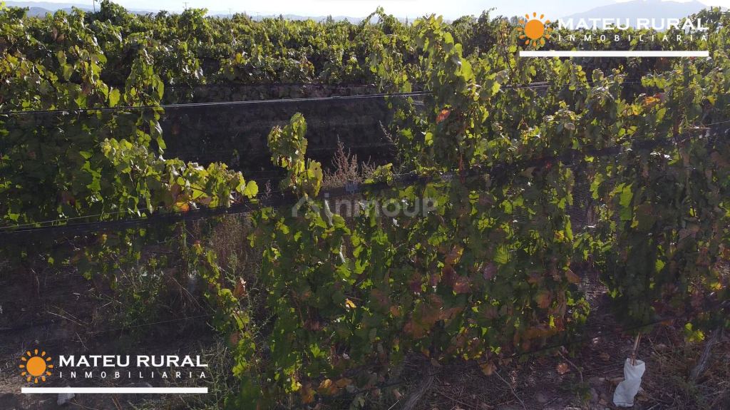 Finca en Venta en Lujan de Cuyo, Mendoza