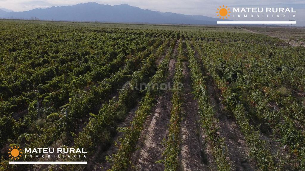 Finca en Venta en Lujan de Cuyo, Mendoza