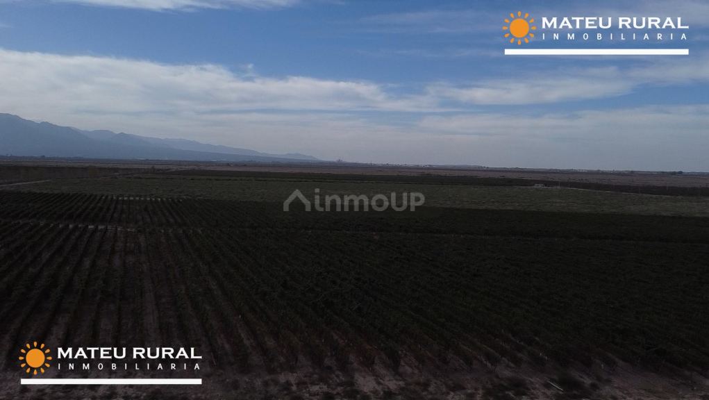 Finca en Venta en Lujan de Cuyo, Mendoza