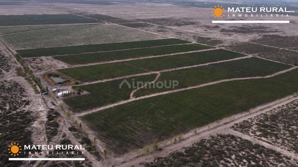 Finca en Venta en Lujan de Cuyo, Mendoza