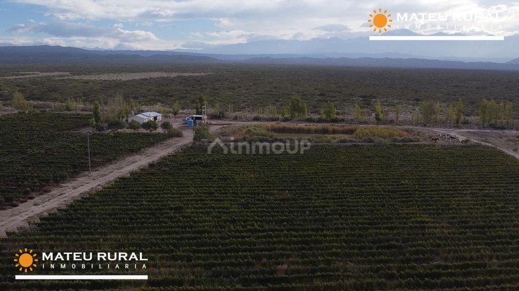 Finca en Venta en Lujan de Cuyo, Mendoza