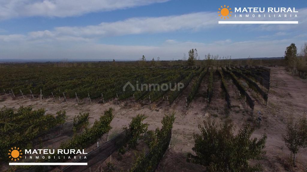 Finca en Venta en Lujan de Cuyo, Mendoza