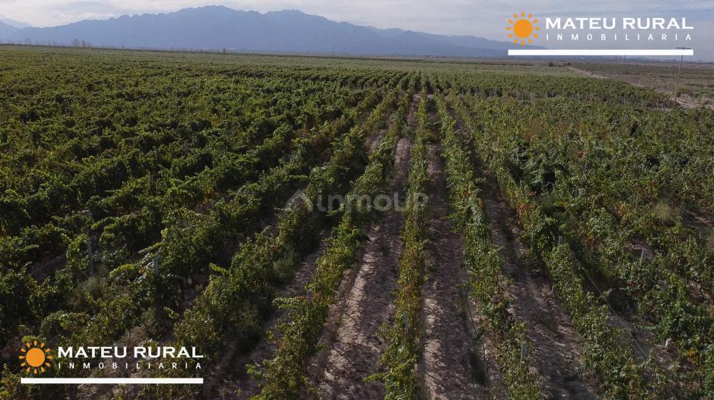 Finca en Venta en Lujan de Cuyo, Mendoza