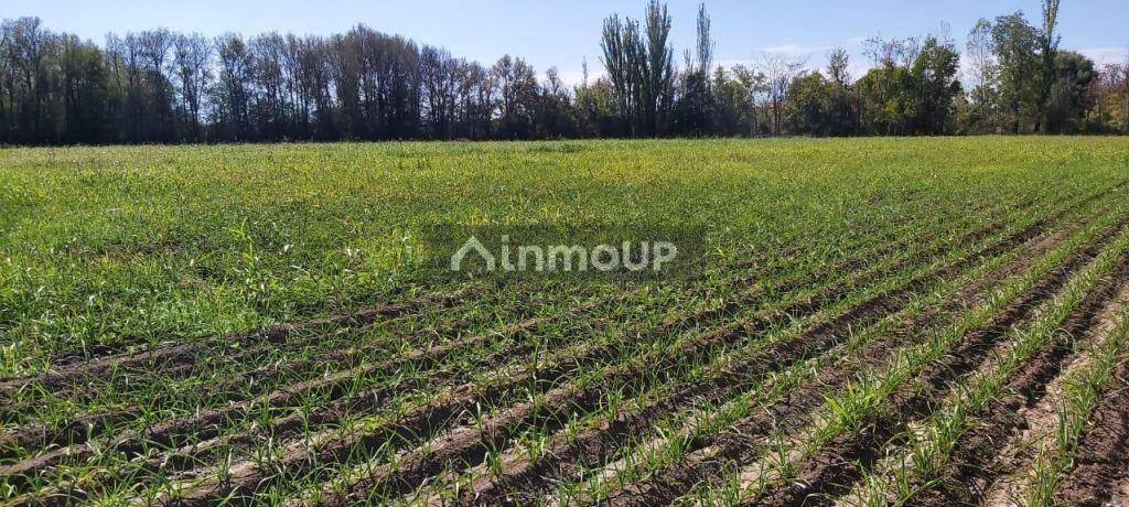 Finca en Venta en Tunuyan, Mendoza