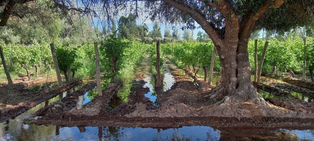 Finca en Venta en Lavalle, Mendoza