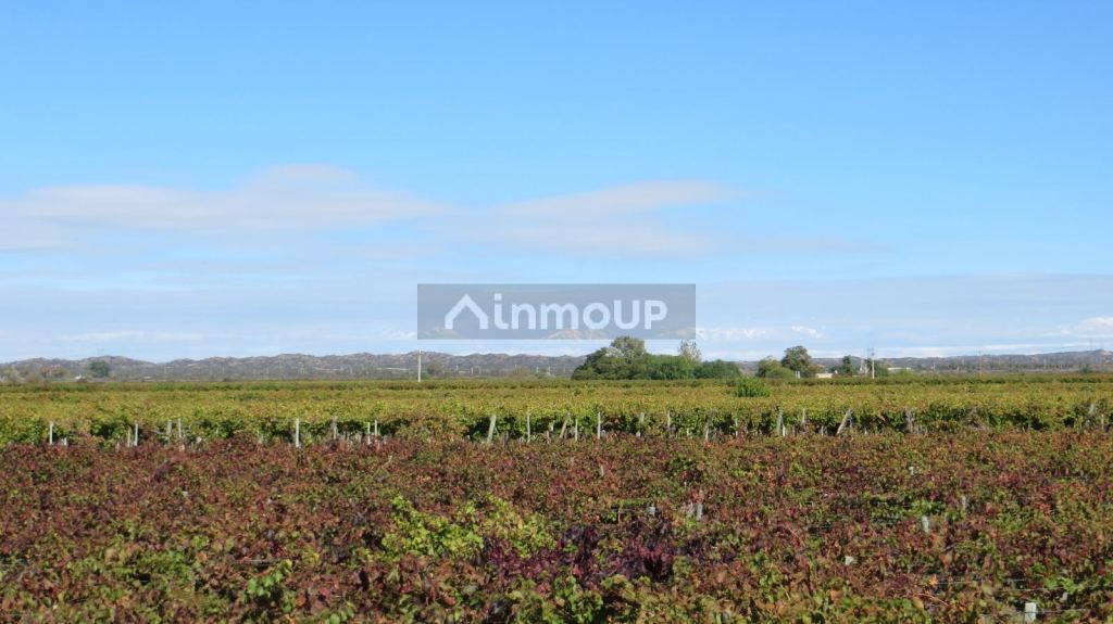 Finca en Venta en Lujan de Cuyo, Mendoza