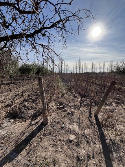 Finca en Venta en Maipu, Mendoza