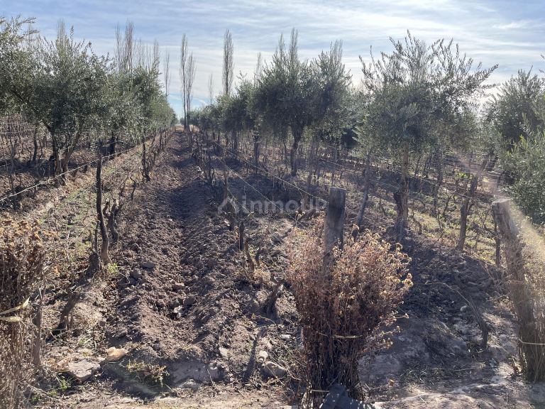Finca en Venta en Maipu, Mendoza