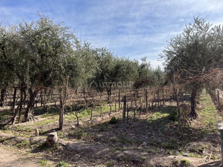 Finca en Venta en Maipu, Mendoza
