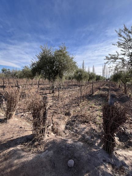 Finca en Venta en Maipu, Mendoza
