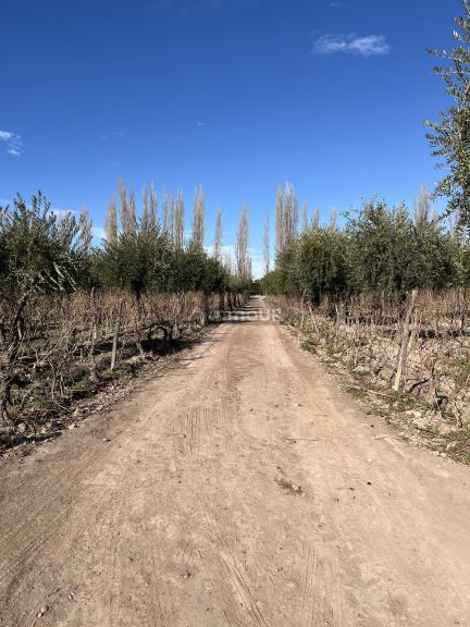 Finca en Venta en Maipu, Mendoza