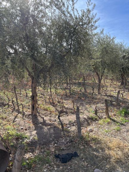Finca en Venta en Maipu, Mendoza