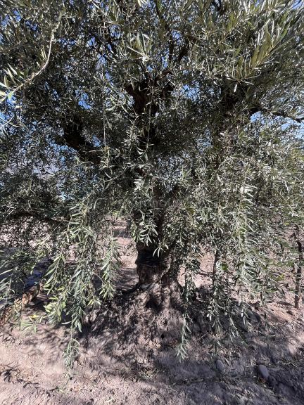 Finca en Venta en Maipu, Mendoza