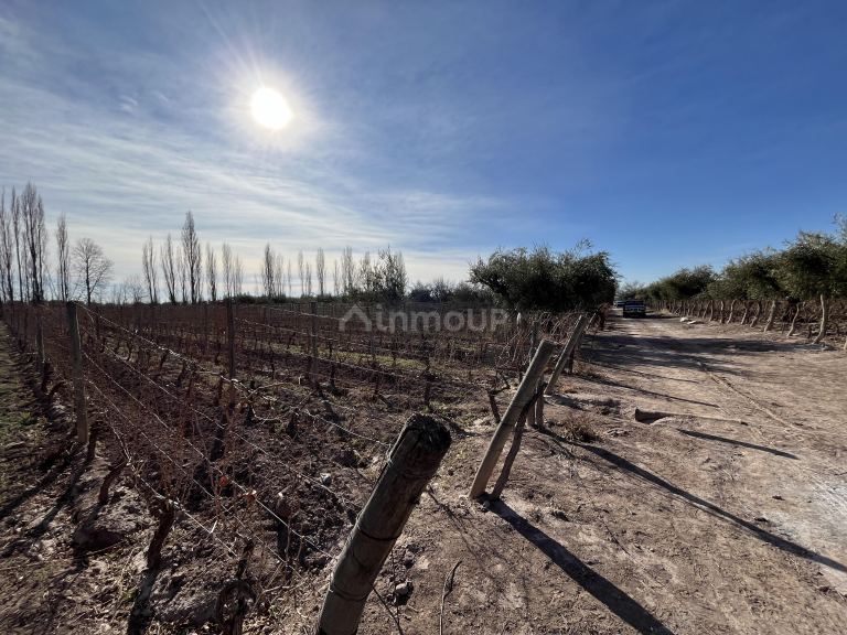 Finca en Venta en Maipu, Mendoza