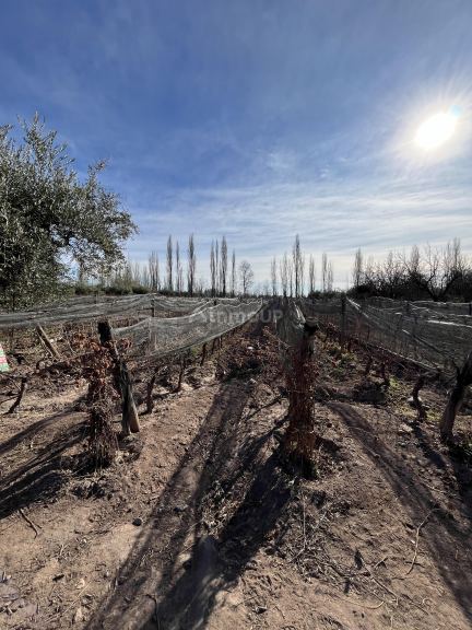 Finca en Venta en Maipu, Mendoza