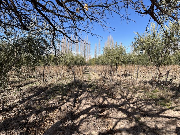 Finca en Venta en Maipu, Mendoza