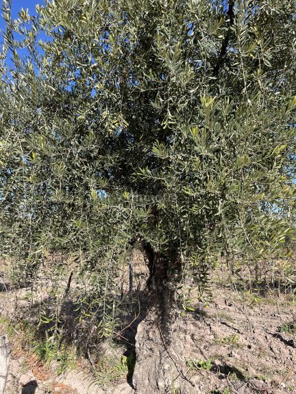 Finca en Venta en Maipu, Mendoza