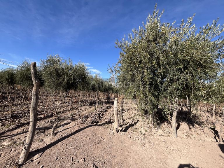 Finca en Venta en Maipu, Mendoza