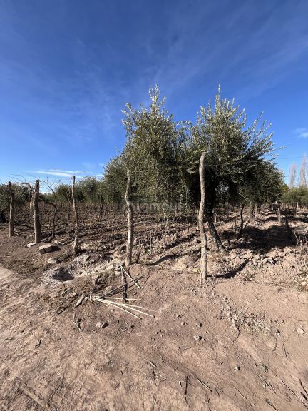 Finca en Venta en Maipu, Mendoza