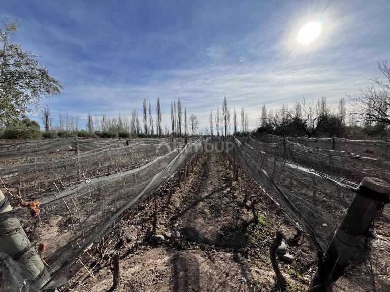 Finca en Venta en Maipu, Mendoza