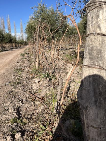 Finca en Venta en Maipu, Mendoza