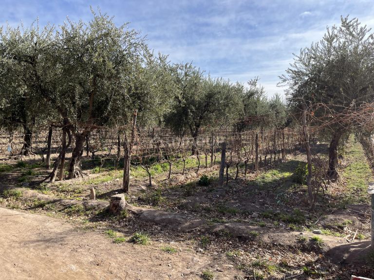 Finca en Venta en Maipu, Mendoza