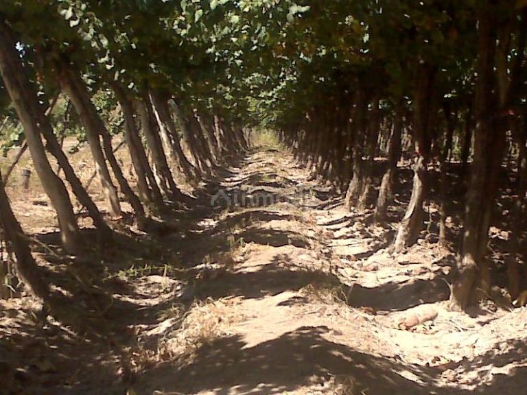 Finca en Venta en Lujan de Cuyo, Mendoza