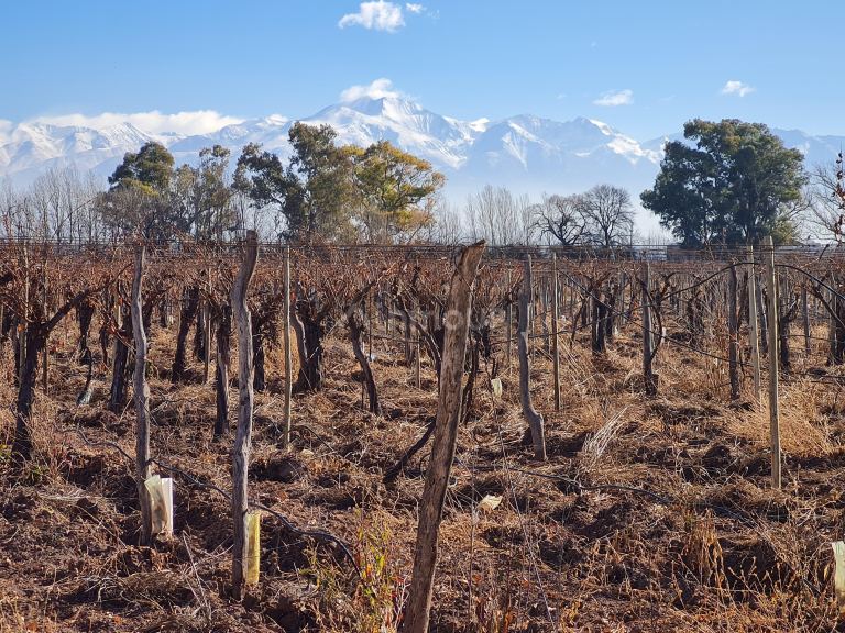 Finca en Venta en Lujan de Cuyo, Mendoza